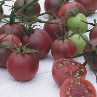 Chocolate Tomato Thumbnail